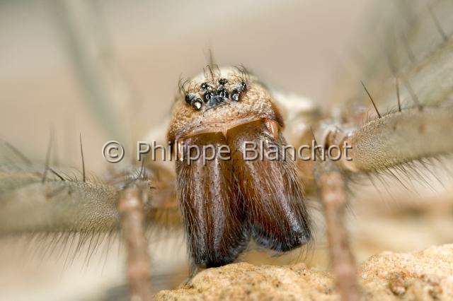 Agelenidae_1494.JPG - France, Araneae, Agelenidae, Araignée Tégénaire noire (Tegenaria atrica=Eratigena atrica), femelle, 15 mm, portrait, Dust Spider
